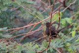 Black Scrub Robin (Cercotrichas podobe)