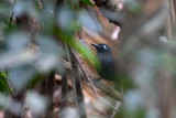 Plumbeous Antbird	(Myrmelastes hyperythrus)