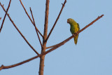 Tui Parakeet (Brotogeris sanctithomae)
