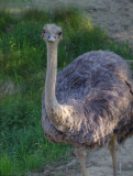 Ostrich (Strausse)