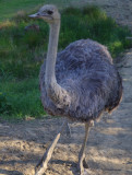 Ostrich (Strausse)