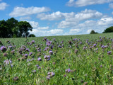 Thistle