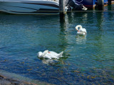 Swans in the harbour