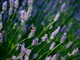 Bumbleebees on lavender, Italian garden,Botanic Gardens, Steglitz,Berlin