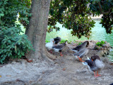 Gathering of geese