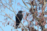 CARRION CROW . THE EXMINSTER MARSHES . DEVON . 3 / 2 / 2019