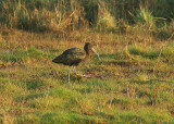 GLOSSY IBIS , EXTON MARSH , DEVON , 23 , 2 , 2019