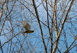LESSER SPOTTED WOODPECKER . YARNER WOOD . DEVON . 28 . 3 . 2019