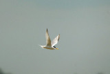 Little Tern . Sterna albifrons