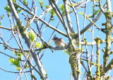 GARDEN WARBLER . LYDLINCH COMMON . DORSET . 14 . 5 . 2019