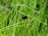 CHIMNEY SWEEPER ( Odezia atrata ) . STOCK HILL . PRIDDY POOL . SOMERSET . 22 . 6 . 2019.JPG