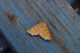 SCALLOPED HAZEL ( Odontopera bidentata ) . EXMOUTH . DEVON . 2 . 6 . 2019 ..JPG