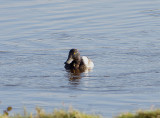 GREATER SCAUP . BOWLING GREEN MARSH . TOPSHAM . DEVON . ENGLAND . 23 / 12 / 2019