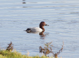 COMMON POCHARD . BOWLING GREEN MARSH . TOPSHAM . DEVON . ENGLAND . 23 / 12 / 2019