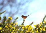 DARTFORD WARBLER . AYLESBEARE COMMON . DEVON . ENGLAND . 10 / 1 / 2020