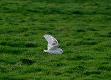 BARN OWL . BRAUNTON BURROWS . DEVON . ENGLAND . 4 . 2 . 2020.JPG