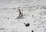 SPOTTED REDSHANK . FREMINGTON PILL . DEVON . 4 . 2 . 2020 ..JPG