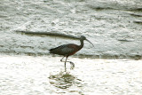 GLOSSY IBIS . FREMINGTON PILL . DEVON . 4 . 2 . 2020.JPG