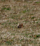 LAPLAND BUNTING . TRAVOSE HEAD . CORNWALL . 27 / 2 / 2020