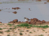 LITTLE RINGED PLOVER . THE EXMINSTER MARSHES . DEVON . 25 / 4 / 2020