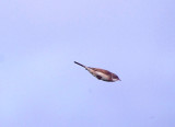 WHITETHROAT . ORCOMBE POINT . DEVON . 1 / 5 / 2020