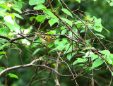 FIRECREST . BYSTOCK PONDS . DEVON . 8 / 5 / 2020