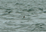 European Storm Petrel . The Western Approaches . 9 / 8 / 2020