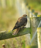 Merlin . Falco columbarius