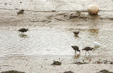 GLOSSY IBIS . FREMINGTON PILL . DEVON . 17 / 12 / 2020