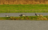 BARNACLE GOOSE . THE EXMINSTER MARSHES . DEVON . ENGLAND . 21 / 12 / 2020