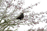 Eurasian Blackbird . Turdus merula