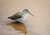 SPOTTED REDSHANK . THE QUAY . TOPSHAM . DEVON . 11 / 2 / 2021
