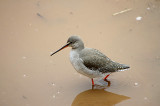 SPOTTED REDSHANK . THE QUAY . TOPSHAM . DEVON . 11 / 2 / 2021