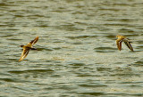 COMMON SANDPIPER . TOPSHAM RECREATION GROUND . DEVON . ENGLAND . 23 / 4 / 2021