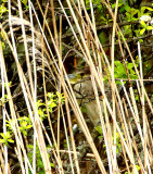 BLACK-CROWED NIGHT HERON . SLAPTON LEY . DEVON . ENGLAND . 11 / 4 / 2021