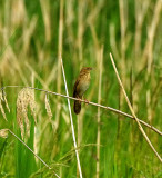 RIVER WARBLER . HAM WALL . SOMERSET . 11 / 6 / 2021