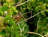 DARTFORD WARBLER . THE EAST DEVON COMMONS . 18 / 6 / 21