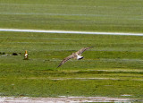 YELLOW-LEGGED GULL ( Juvenile ) . THE EXE ESTUARY . EXMOUTH . DEVON . 31 / 7 / 2021