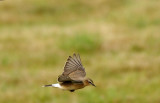 NORTHERN WHEATEAR ( 1st Winter ) . ORCOMBE POINT . EXMOUTH . ENGLAND . 1 / 9 / 2021