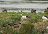 EURASIAN SPOONBILL . BOWLING GREEN MARSH . DEVON . ENGLAND . 2 / 9 / 2021
