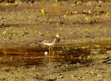 WOOD SANDPIPER . UPPER TAMAR LAKE . DEVON . ENGLAND . 4 / 9 / 2021