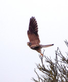 COMMON KESTREL . DAWLISH WARREN . DEVON . ENGLAND . 9 / 11 / 2021