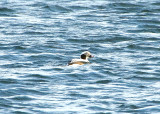 LONG-TAILED DUCK . BARROW GURNEY RESERVOIR . SOMERSET . 9 / 1 / 2022