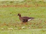 Greater White-Fronted Goose . Anser albifrons