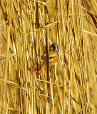 BEARDED TIT . WESTON AIRFIELD . WESTON-SUPER-MARE . SOMERSET . ENGLAND . 17 / 1 / 2022