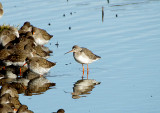 SPOTTED REDSHANK . BOWLING GREEN MARSH . TOPSHAM . DEVON . 5 / 2 / 2022