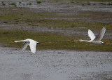 BEWICK`S SWAN . SLIMBRIDGE WWT . GLOUCESTERSHIRE . ENGLAND . 14 / 2 / 2022