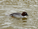 COMMON GOLDENEYE . SLIMBRIDGE WWT . GLOUCESTERSHIRE . ENGLAND . 14 / 2 / 2022
