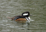 HOODED MERGANSER . SLIMBRIDGE WWT . GLOUCESTERSHIRE . ENGLAND . 14 / 2 / 2022