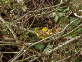 YELLOWHAMMER . BROADSANDS . DEVON . 17 / 2 / 2022